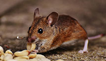 24 Hour & Emergency Exterminators in Boggstown, IN